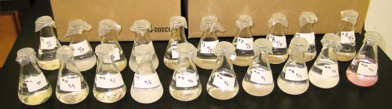 A group of beakers wait to be analyzed in the lab.