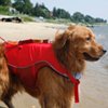 A dog wearing a red life jacket waits to enter the water from the beach.