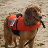 An attentive dog in a life jacket waits to jump in the water.