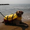 A dog on a leash waits patiently with a yellow life vest on.