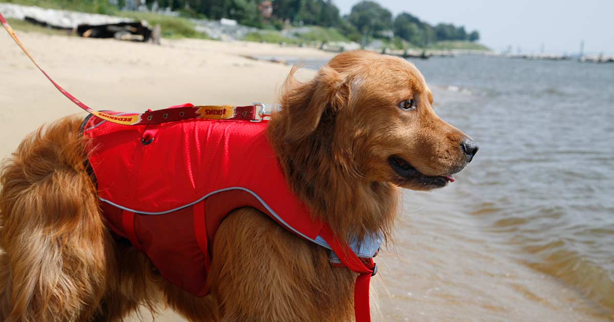 Doggie Life Jackets BoatUS Foundation