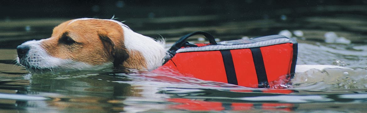 SAILING WITH DOGS - 24 Awesome Things Every Boat Dog Needs