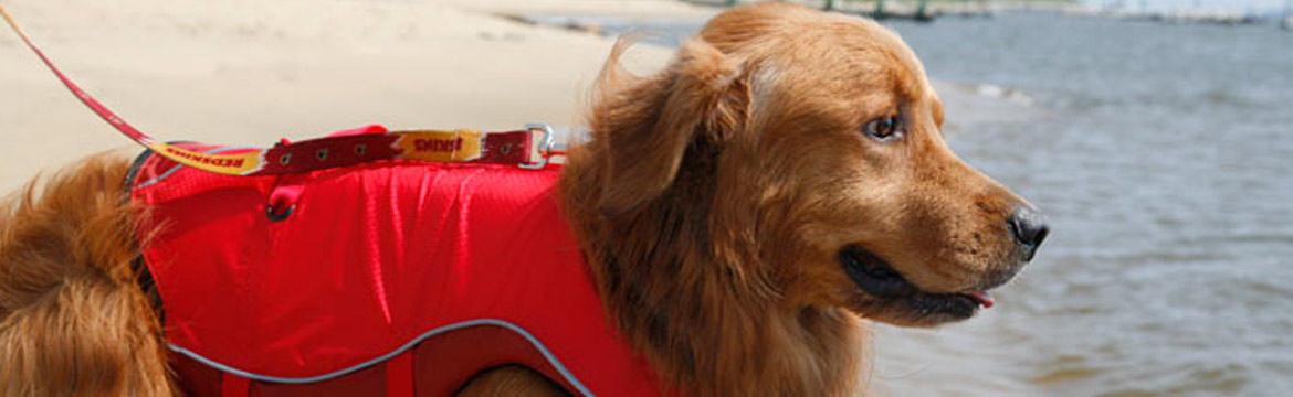 Guinness, the golden lab, sports a red life jacket and looks to the sea eagerly