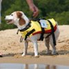 A small dog waits on the beach to test out his doggie life jacket.