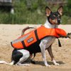 A Rat Terrier waits to test out his doggie life jacket.