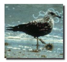 a bird with a plastic six-pack container on its head