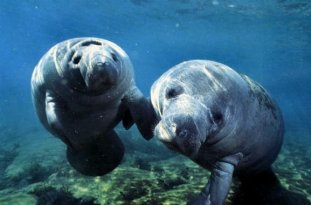 a couple of cute manatees