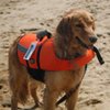 A medium sized dog in a life jacket