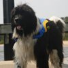 A large dog in a life jacket