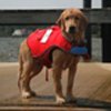 A small dog in a life jacket