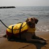 A large dog in a life jacket